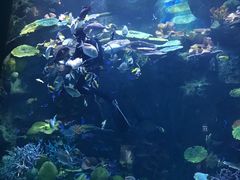 潜水员喂食-暹罗海洋世界