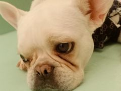 -怪兽屋·羊驼·猫咖·狗咖(俊华广场店)