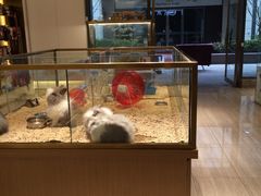 -悠尼宠物·独立低压伊珊娜洗护·美容·寄养(兰谷路店)