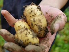 -上膳源有机蔬菜(三泉路店)