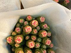 -双季花艺园艺市场(浦东店)