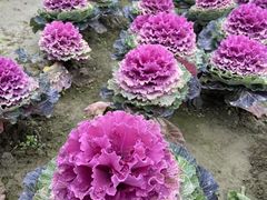 -中国天府农业博览园