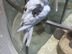 -momokira米努特·德文卷毛猫·棉花面纱犬