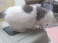 -宠颐生宠物医院·心肾内科·猫专科诊疗中心宠巢店