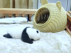 -成都大熊猫繁育研究基地