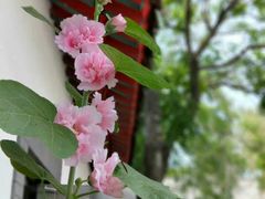 -护国法轮寺