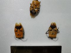 -上海昆虫博物馆