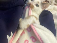-灵美宠物诊所