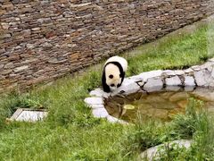 -卧龙中华大熊猫苑神树坪基地