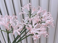 -花邻FloweringLife花艺气球派对(武康大楼店)