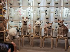 -柴迷FANS CLUB·柴犬狗咖·猫咖