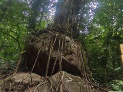 -莫里热带雨林景区