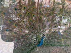 -南宫五洲植物乐园