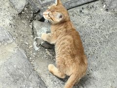 -葑门横街