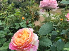 -人民公园(罗湖区)