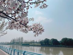 -高东镇樱花园