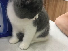 -瑞鹏宠物医院·猫科·宠保定点(梅溪湖分院)