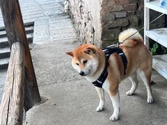 -老鲍农家乐
