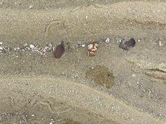 -红树林天天赶海