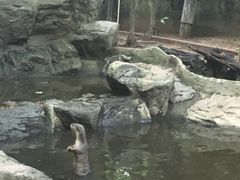 -清迈夜间动物园