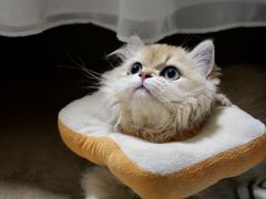 -创凡宠物医院·骨专科  猫科中心(西乡分院)