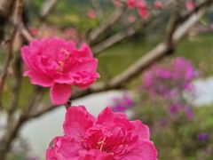 -南国桃园旅游度假区