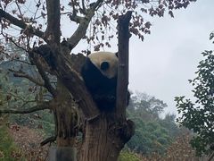 -都江堰中华大熊猫苑