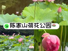 -陈家山荷花公园