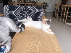 -平行世界·猫咖(首经贸店)