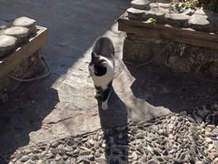 -喵屿·大理花园猫咖