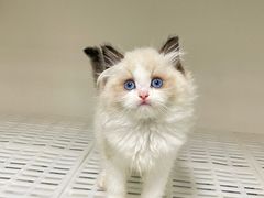 -lincat·猫舍(广州店)