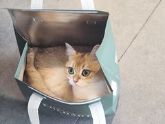 -飞行喵MR PILOT|猫舍·猫咖(静安大融城店)