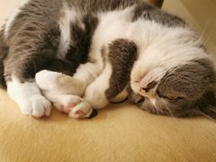 -滚猫咖啡·猫咖·猫友好撸猫(未来城店)