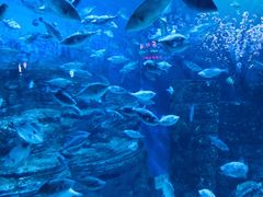 -烟台海昌鲸鲨海洋公园