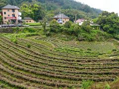 -杨家堂村