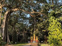 -瑞丽独树成林风景区