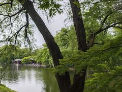 -上海共青森林公园