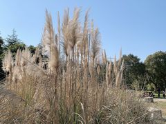 -贡湖湾湿地公园