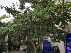 -李东农庄(中南百草园地标店)