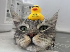-老吴的猫·猫舍(新区店)