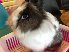 -藦茜花园宠物主题亲子互动体验馆(国顺东路店)