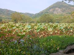 -八卦田遗址公园