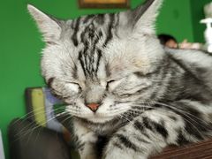 -喵店&猫咖