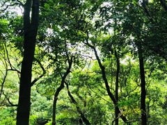 -天鹿湖森林公园