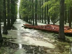 -渌洋湖湿地公园
