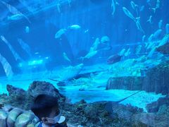 -华夏文旅海洋公园