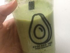 -油梨树 AVOCADO TREE(亮马桥店)