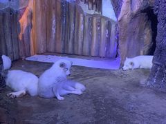 -芜湖新华联大白鲸海洋公园