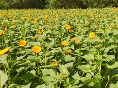 -中国天府农业博览园