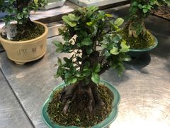 -双季花艺园艺市场(浦东店)